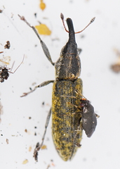 Lixus filiformis