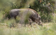 Phacochoerus africanus