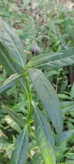 Alternanthera philoxeroides