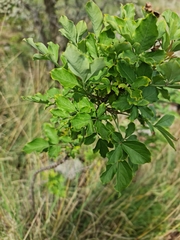 Heteromorpha arborescens