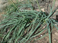 Asphodelus macrocarpus