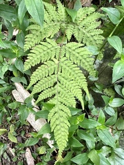 Tectaria devexa