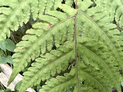 Tectaria devexa