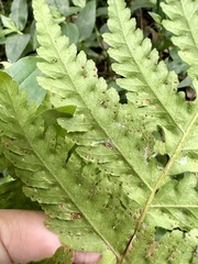 Tectaria devexa