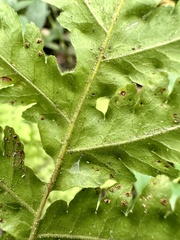 Tectaria devexa