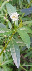 Alternanthera philoxeroides