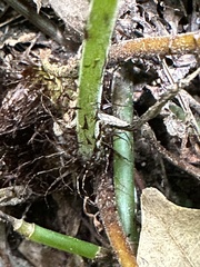 Tectaria devexa