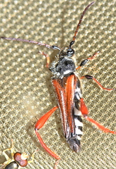Stenopterus rufus