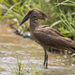 Hamerkop - Photo (c) Pavel Shukov, some rights reserved (CC BY-NC), uploaded by Pavel Shukov