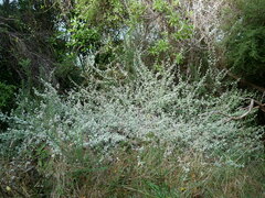 Helichrysum petiolare