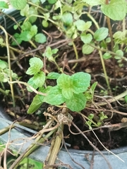 Pilea nummulariifolia