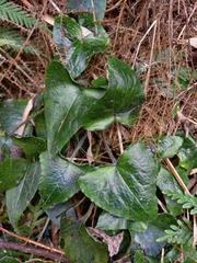 Asarum caudigerum
