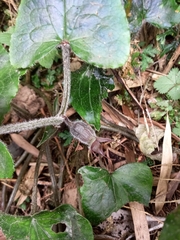 Asarum caudigerum