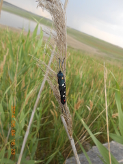Zygaena ephialtes