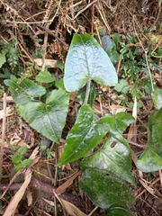 Asarum caudigerum