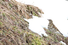 Zoothera aurea aurea