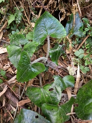 Asarum caudigerum
