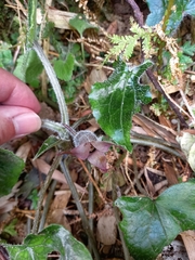 Asarum caudigerum