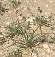 Plantago ovata