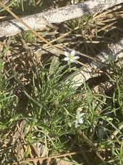 Spergularia flaccida