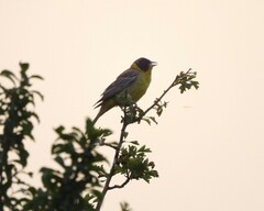 Emberiza melanocephala
