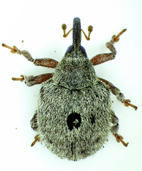 Cionus olens