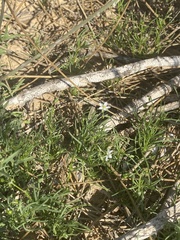 Spergularia flaccida