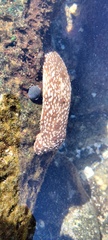 Calcinus laevimanus