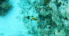 Zanclus cornutus