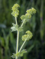 Alchemilla