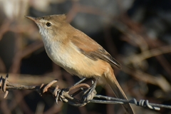 Acrocephalus gracilirostris