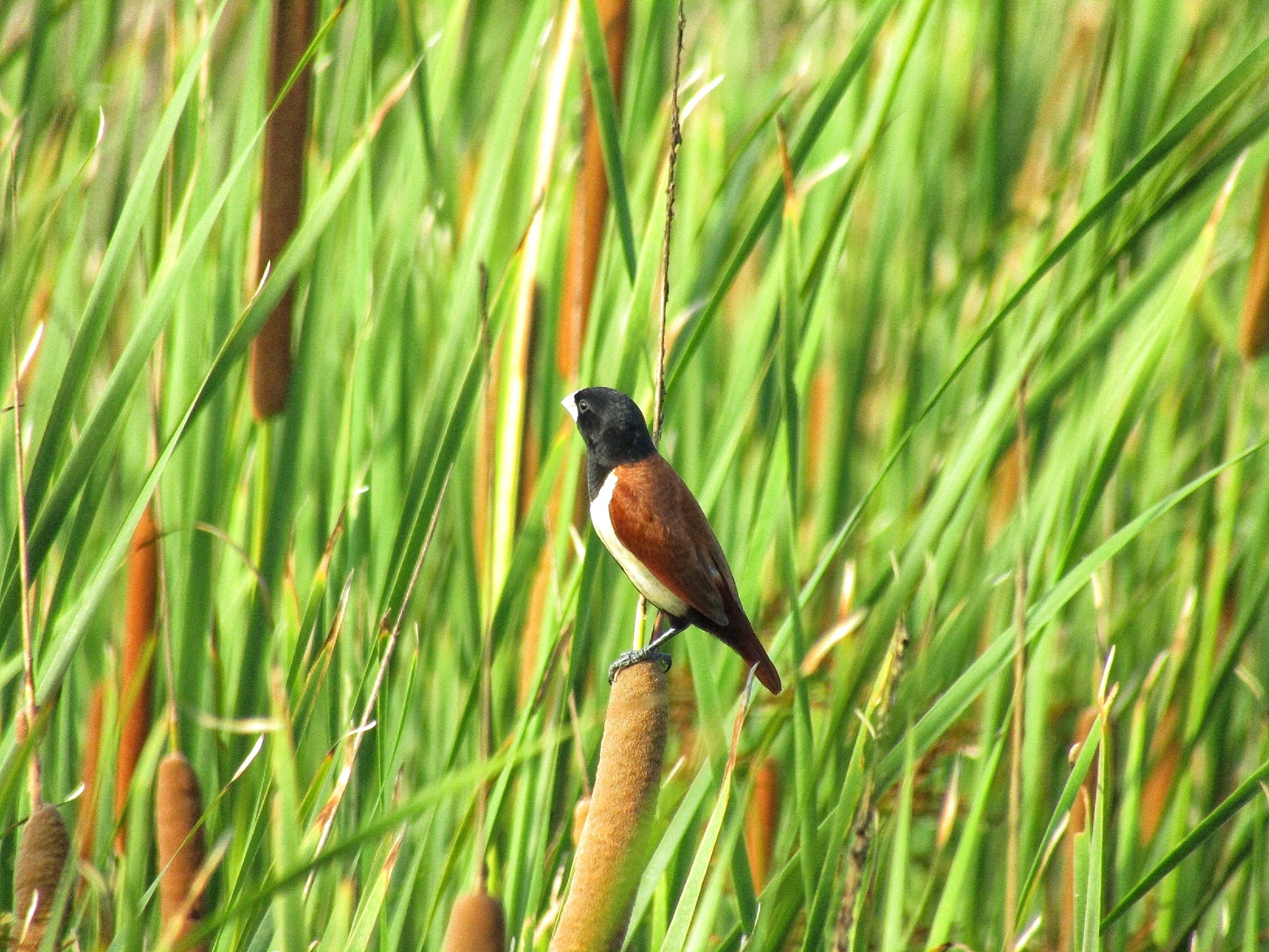 Tricolored Munia