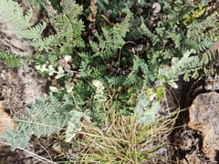 Cheilanthes eckloniana