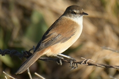 Acrocephalus gracilirostris