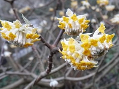 Edgeworthia chrysantha