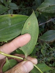 Bomarea acutifolia
