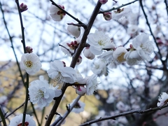 Prunus mume