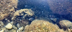 Gymnothorax pictus