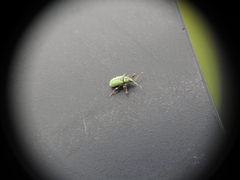 Phyllobius betulinus