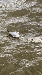 Chroicocephalus ridibundus