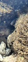 Gymnothorax pictus