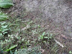 Poa matthewsii