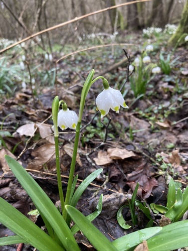 Leucojum vernum