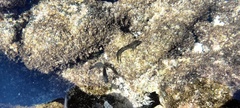Istiblennius