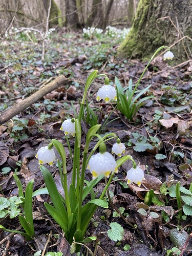Leucojum vernum
