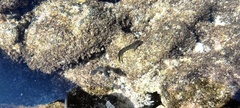Istiblennius