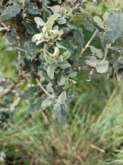 Brachylaena rotundata