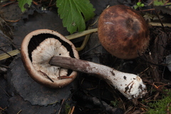 Agaricus langei