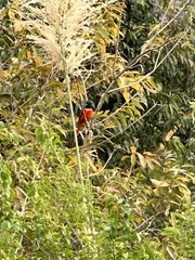 Pericrocotus speciosus