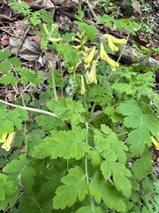 Corydalis balansae